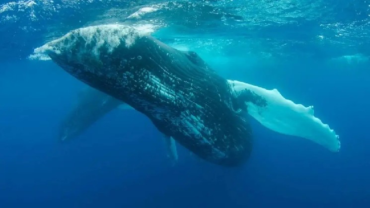 
			После сегодняшнего объявления Anthropic, крупный игрок на рынке альткоинов вывел из своего кошелька активы на сумму 300 миллионов долларов!		